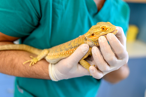 A female veterinarian specializing in reptiles, examining a bearded dragon, resting in the palm of her hand.