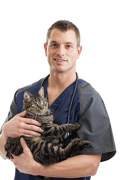 Veterinarian holding cat stock photo