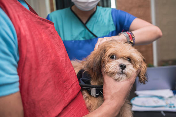 A veterinarian injects 5 in 1 vaccine into the back of an uneasy Lhasa Apso puppy at a local clinic. stock photo