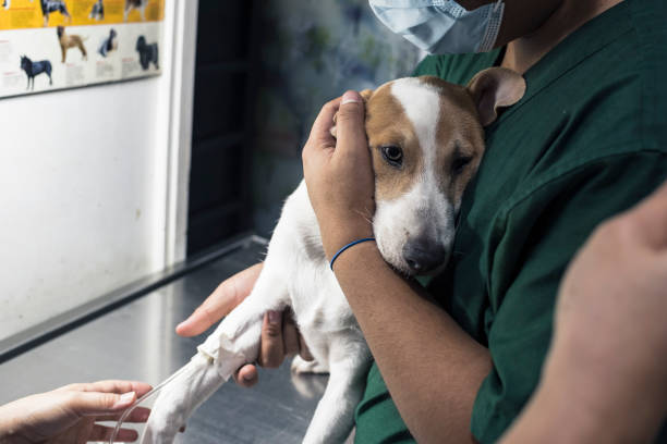 A veterinarian inserts an IV line into a sick puppy's leg while an assistant secures him in place. Hospital treatment for canine parvovirus, distemper, or other illness. stock photo