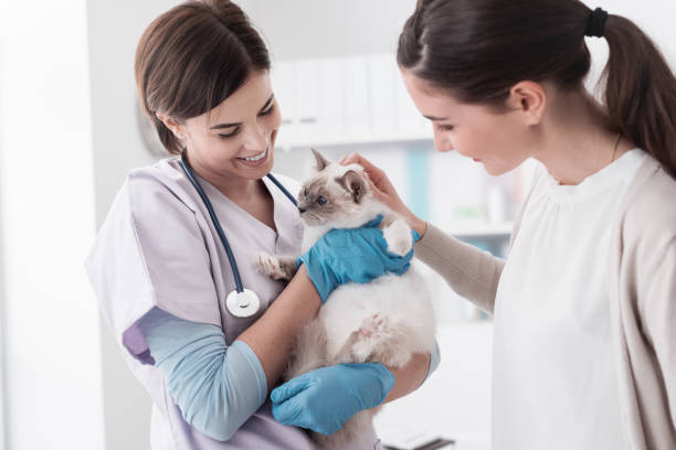 Veterinarian, pet owner and cat at the clinic Smiling professional veterinarian holding a beautiful cat after examination, the pet owner is cuddling her cat veterinarian stock pictures, royalty-free photos & images