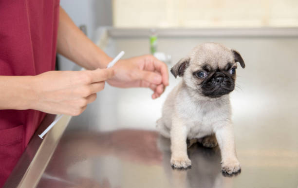 Veterinarian Prepares An Injection For Puppy Pug stock photo