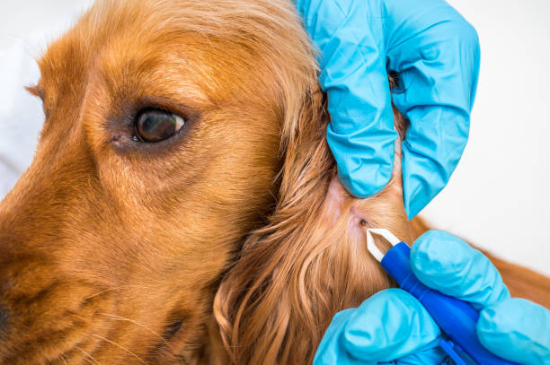 Veterinarian removing a tick from the Cocker Spaniel dog stock photo