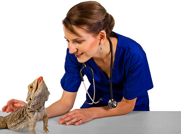 Veterinarian Treating a Large Pagona Reptile or Bearded Dragon stock photo