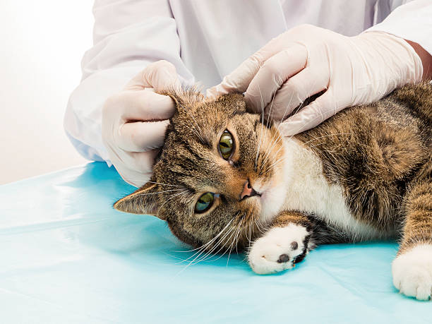 Veterinarian when treating ear mite Veterinarian when treating ear mites in tiger cats parasitic stock pictures, royalty-free photos & images