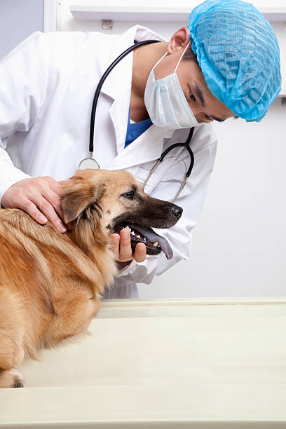 Veterinarian with dog in examination room Veterinarian with dog in examination room vet schools stock pictures, royalty-free photos & images