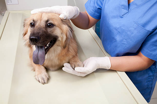 Veterinarian with dog in examination room Veterinarian with dog in examination room vet schools stock pictures, royalty-free photos & images