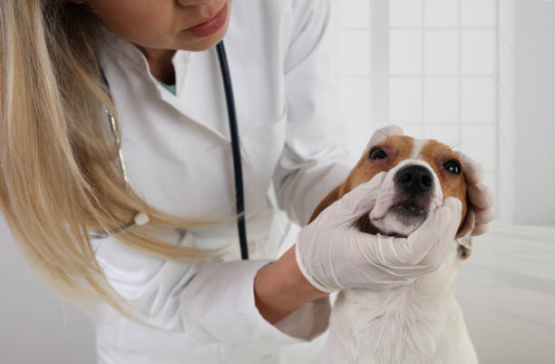 Veterinary care. Jack Russell Terrier suffering from allergy. Dog eyes infection Veterinary care. Jack Russell Terrier suffering from allergy. Dog eyes infection allergies in dog stock pictures, royalty-free photos & images