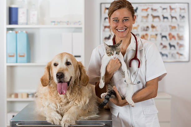 Veterinary clinic Veterinary consultation with his Golden Retriever dog and cat female animal stock pictures, royalty-free photos & images