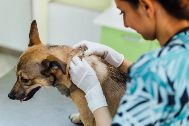 veterinär hund haare beratung - dermatologie stock-fotos und bilder