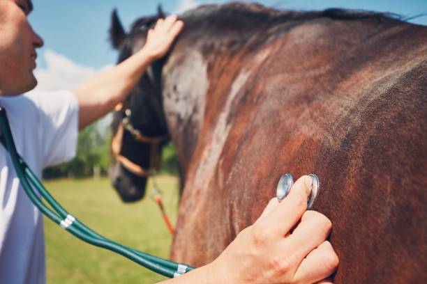 veterinärmedicin på gård - horse working bildbanksfoton och bilder
