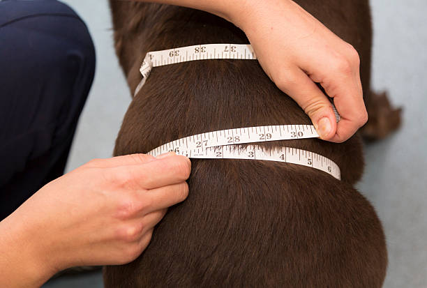 Veterinary nurse measuring a dog's waist stock photo