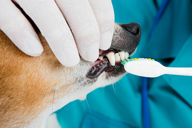 Veterinary treatment of teeth. Dog visit to the dentist animal teeth stock pictures, royalty-free photos & images