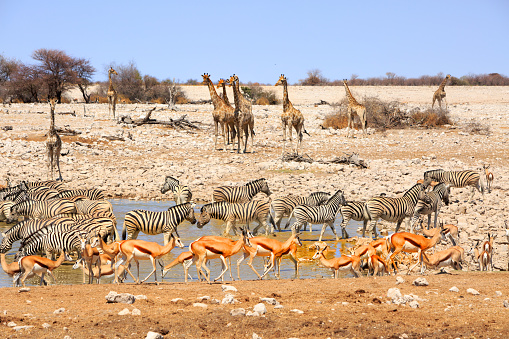 Very busy waterhole in Etosha teeming with Giraffes, zebras, springbok