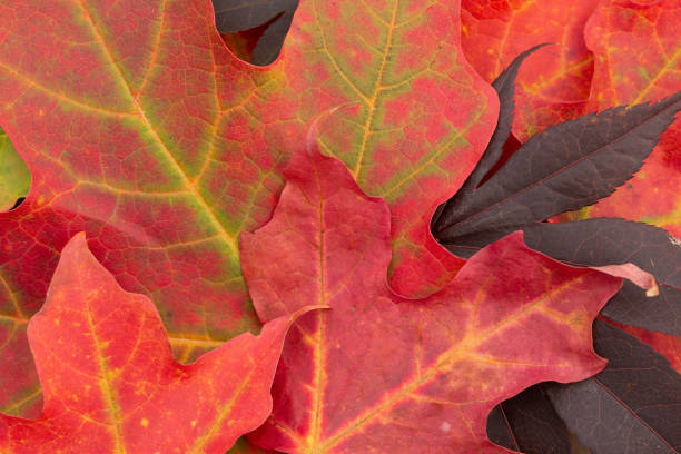 Vibrant Autumn Leaves stock photo