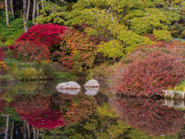 Vibrant autumn trees reflecting in pond stock photo