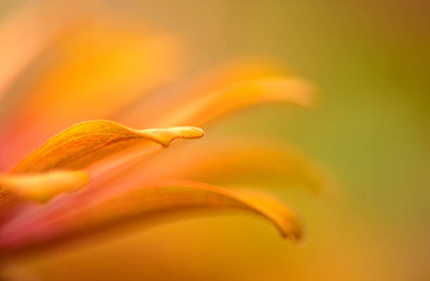 Photo of Vibrant close up of an orange and pink zinnia flower