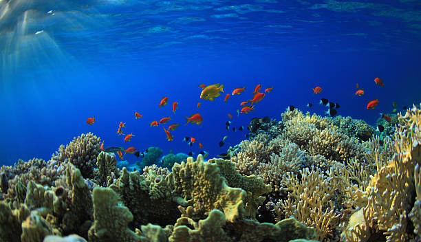 Vibrant, colorful coral reef ecosystem stock photo