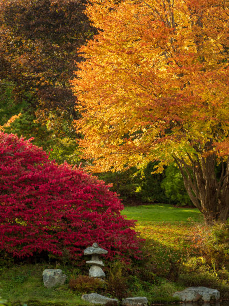 Vibrant fall color trees in a garden setting stock photo