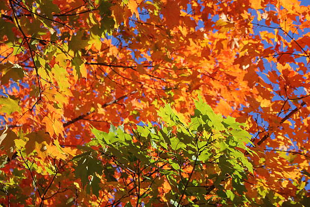 Vibrant Fall Leaves stock photo