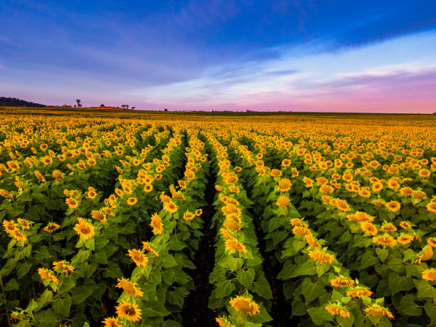 A vibrant field of sunflowers at sunrise stock photo