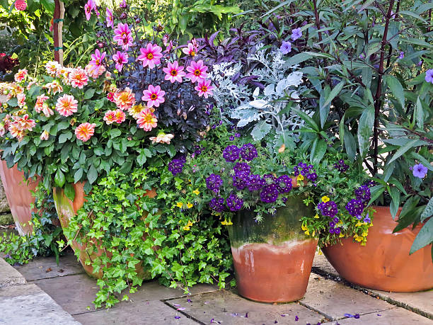 Vibrant garden display Variety of potted flowers and plants in formal garden arrangement in summer, northern Illinois potted plant stock pictures, royalty-free photos & images