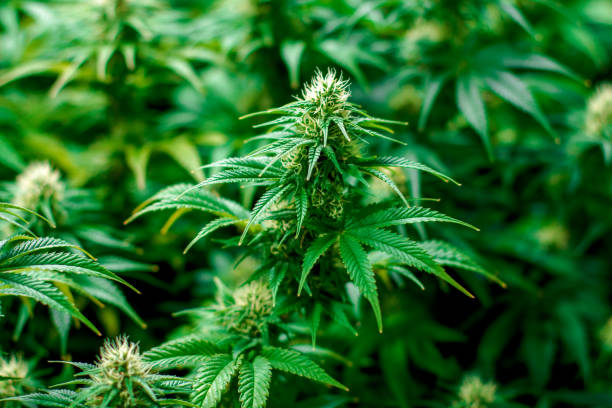 Vibrant indoor grown medical recreational marijuana plants stock photo