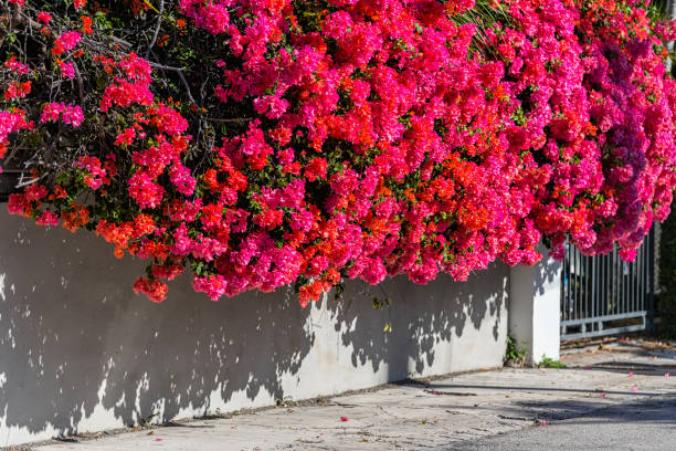 Vibrant pink vivid red bougainvillea flowers in Florida Keys, Key West, town sidewalk with beautiful landscaped street road during sunny winter day stock photo