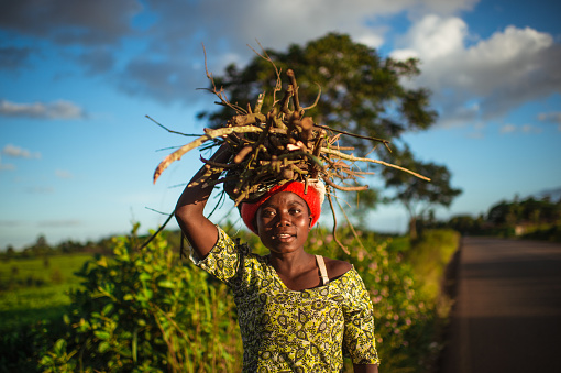 Vibrant Portrait of Young African woman carrying a bundle of firewood on her head next to a tea plantation Malawi
