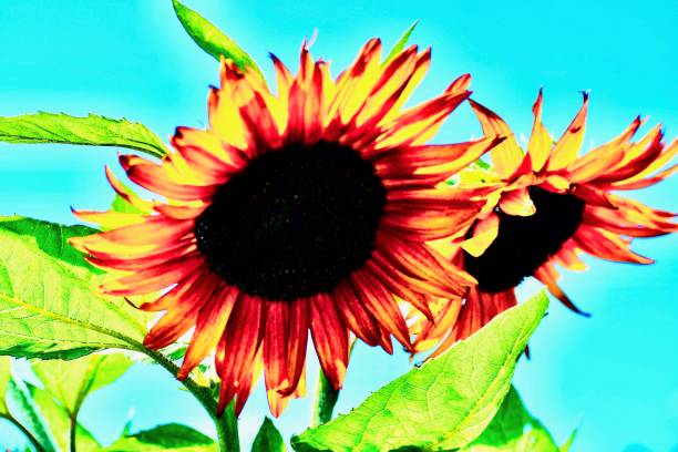 Vibrant Sunflower stock photo