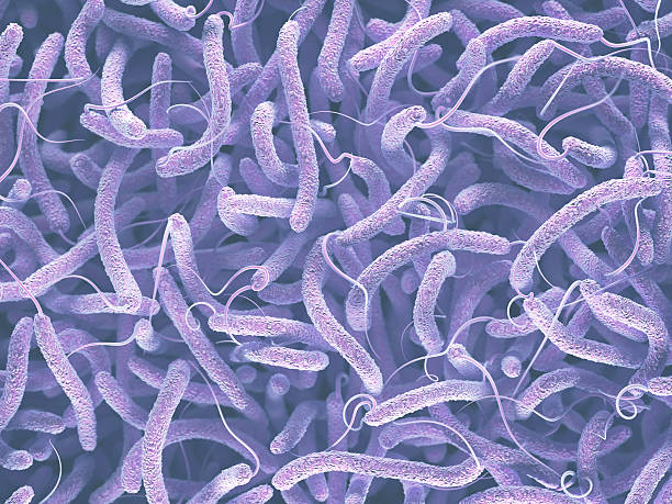 Vibrio Cholerae Bacteria stock photo