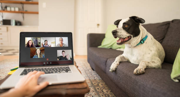 Video chatting makes social distancing easier A POV photo of a group of people hanging out online on a video chat during a pandemic lockdown with a dog on the couch personal perspective stock pictures, royalty-free photos & images