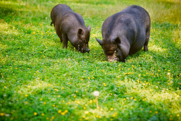 Top 60 Ugly Fat Pig Stock Photos Pictures and Images Top 60 Ugly Fat Pig Stock Photos Pictures and Images