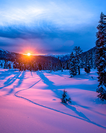 Ski tracks through snowy meadow