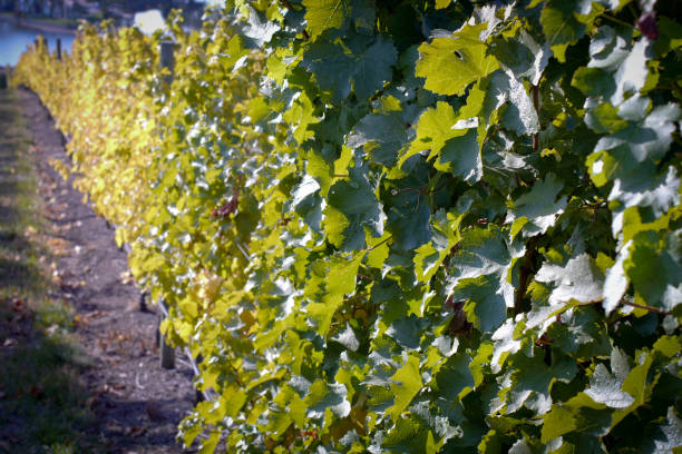 A view down a row of grape vines stock photo