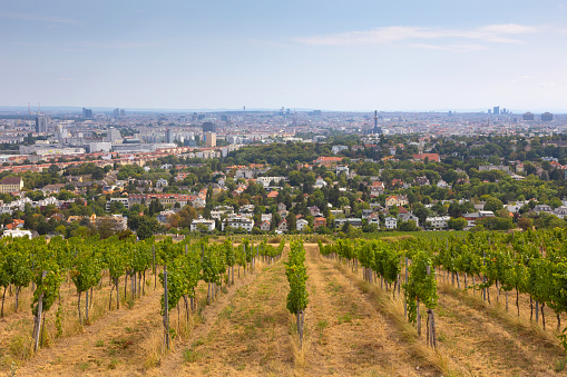Vineyards in the suburbs