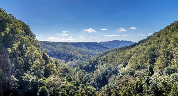 View from Pearling Brook lookout over the green forest trees stock photo