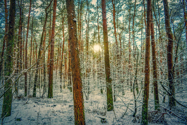 mening in het bos dat lichtjes met sneeuw in duitsland wordt behandeld. - berlin snow stockfoto's en -beelden