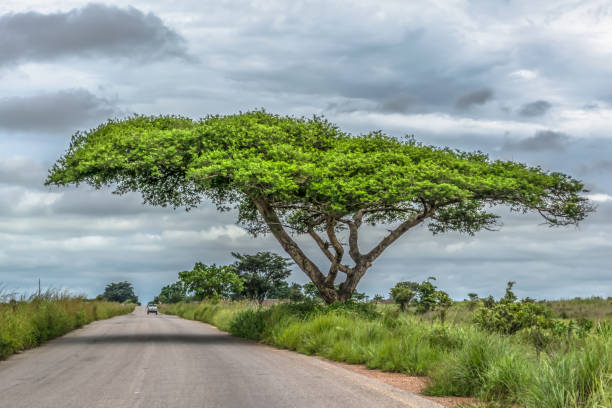 View of a Acacia tortilis tree on roadside, tropical landscape and van on the road as background stock photo