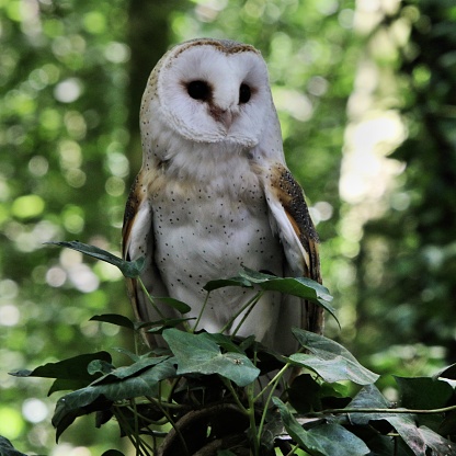 A View Of A Barn Owl In A Tree Stock Photo Download Image Now