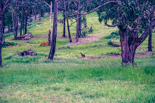 A view of a field with trees in Australia with kangaroos.