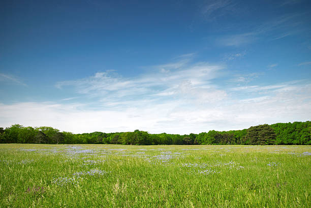 view of a green meadow with blue flowers on a sunny day - äng bildbanksfoton och bilder
