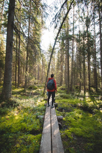 View of a grown man walking through the forest on a duckboard in Hiidenportti national park, Sotkamo, kainuu region in Finland. Beauty of Finnish biodiversity. A breath of fresh air and sense of calm stock photo