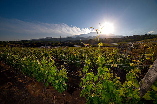 view of a vineyard with Etna volcano in the background stock photo