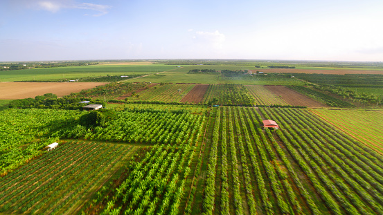 Aerial view of orchards on sunny day in Florida, USA.