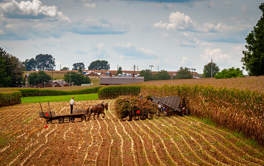 Ronks, Pennsylvania, September 11, 2021 - A View of Amish Harvesting There Corn Using Six Horses and Three Men as it was Done Years Ago on a Sunny Fall Day