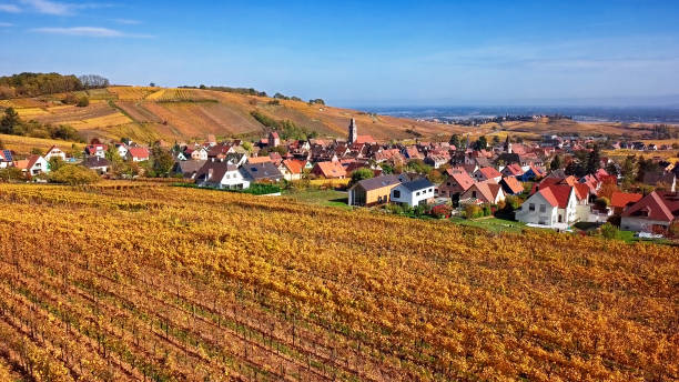 View of autumn Riquewihr vineyards, Alsace Wine Route, France Autumn Riquewihr vineyards, Alsace, France. riquewihr stock pictures, royalty-free photos & images