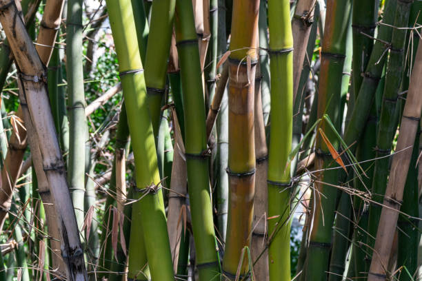 View of bamboo leaves and trunk. stock photo