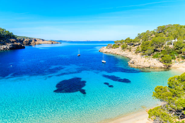 View of beautiful beach in Cala Salada bay famous for its azure crystal clear sea water, Ibiza island, Spain Ibiza is an island in the Mediterranean Sea off the east coast of Spain. It is the third largest of the Balearic Islands. majorca stock pictures, royalty-free photos & images