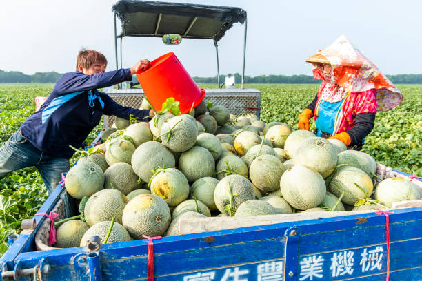 View of cantaloupes growing in farmland in Yunlin, Taiwan. stock photo